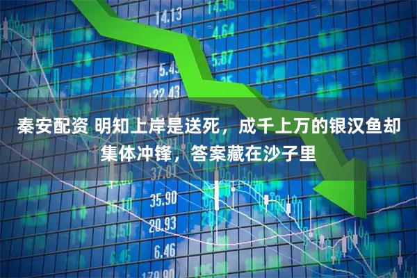 秦安配资 明知上岸是送死，成千上万的银汉鱼却集体冲锋，答案藏在沙子里